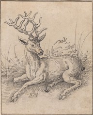 The Stag-ZYGR41763