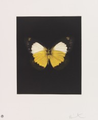 Damien Hirst-Butterfly Etching Portfolio (Tribulation, Eternal Rest, Prosperity, Emerge, Regeneratio