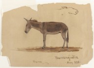 Frederic Edwin Church-A Donkey  Baranquilla  Colombia  1853