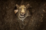 14647548 leopard-resting-on-a-tree-at-masai-mara-ozkan-ozmen-photography