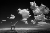 14648923 gone-with-the-clouds-alberto-ghizzi-panizza