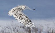 14778659 snowy-owl-mircea-costina