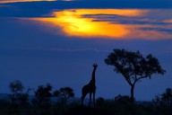 16544502 a-giraffe-at-sunset-mario-moreno