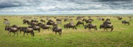 16544917 great-migration-in-serengeti-plains-kirill-trubitsyn