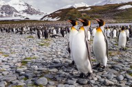 16545179 penguins-of-salisbury-plain-karen-lunney