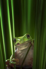 16546779 green-frog-ahmad-gafuri