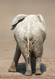 12446699 muddy-elephant-with-funny-stance-johan-swanepoel