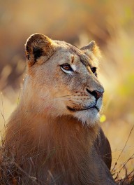 12478439 lioness-portrait-lying-in-grass-johan-swanepoel