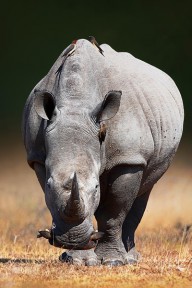 12859137 white-rhinoceros-front-view-johan-swanepoel