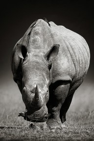 12863750 white-rhinoceros-in-due-tone-johan-swanepoel
