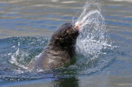 13376909 brown-fur-seal-throwing-a-fish-head-johan-swanepoel