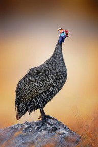 14357577 helmeted-guinea-fowl-perched-on-a-rock-johan-swanepoel