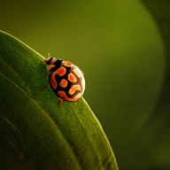 15377918 ladybug-on-green-leaf-johan-swanepoel