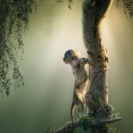 15392103 baby-baboon-in-tree-johan-swanepoel