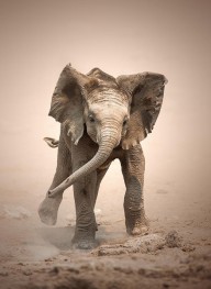 15500119 baby-elephant-mock-charging-johan-swanepoel