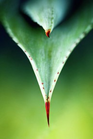15935417 aloe-thorn-and-leaf-macro-johan-swanepoel