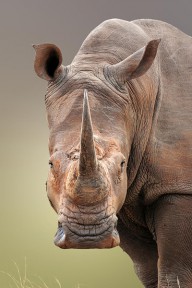 16517356 white-rhinoceros-portrait-johan-swanepoel