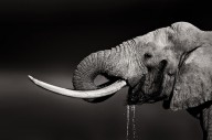 17412532 elephant-bull-drinking-water-duetone-johan-swanepoel