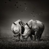 17657461 two-rhinoceros-with-birds-in-bw-johan-swanepoel
