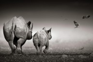 17658488 black-rhino-cow-with-calf-johan-swanepoel