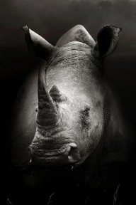 18386349 rhinoceros-portrait-johan-swanepoel