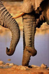 21582540 elephant-trunks-interacting-close-up-johan-swanepoel