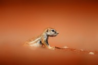 11207780 ground-squirrel-on-red-desert-sand-johan-swanepoel