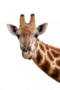11387368 giraffe-portrait-johan-swanepoel