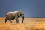 11387520 elephant-in-grassfield-johan-swanepoel