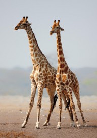 11387605 giraffes-standing-together-johan-swanepoel