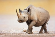 11387634 black-rhinoceros-johan-swanepoel