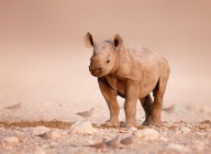 11387803 black-rhinoceros-baby-johan-swanepoel