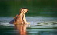 11388115 hippopotamus-johan-swanepoel