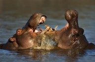 11388135 fighting-hippos-johan-swanepoel