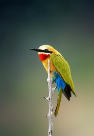 11388506 whitefronted-bee-eater-johan-swanepoel