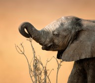 11389033 baby-elephant-reaching-for-branch-johan-swanepoel