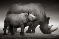 11389749 black-rhinoceros-baby-and-cow-johan-swanepoel
