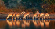 12276853 impala-herd-with-reflections-in-water-johan-swanepoel