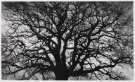 Robert Longo-Untitled (Tree). 2018.
