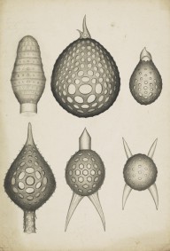 175891------Botanical Drawings, Seed Pods[4]Pollen_Mungo Ponton