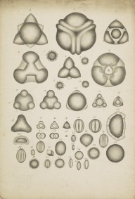 175892------Botanical Drawings, Pollen Grains_Mungo Ponton