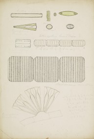 175895------Biological Drawings, Algae_Mungo Ponton