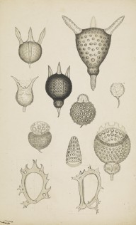 175920------Biological Drawings, Assorted Radiolarians With Internal Distinctions_Mungo Ponton