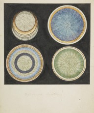 175922------Biological Drawings, Diatoms Colour_Mungo Ponton