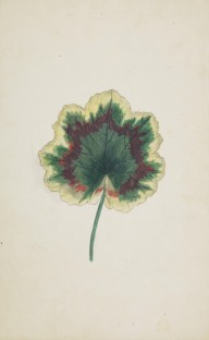 175954------Botanical Drawings, A Leaf_Mungo Ponton
