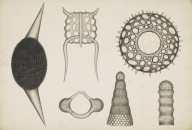 175965------Biological Drawings, Assorted Radiolarians_Mungo Ponton