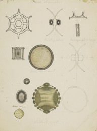 175967------Biological Drawings, Assorted Diatoms_Mungo Ponton