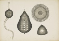 175968------Biological Drawings, Assorted Radiolarians_Mungo Ponton