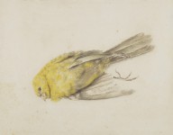 146264------Dead Canary_Patrick Syme