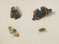 146267------Butterflies (one is a Red Admiral)_Patrick Syme